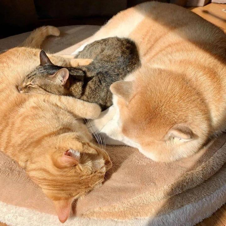 狗猫相处得如此融洽,三狗一猫和谐相处