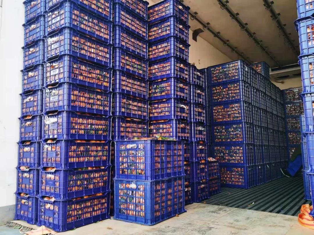 砂糖橘行情12月30日,砂糖橘2020年行情