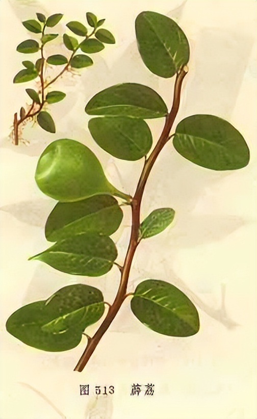 薜荔藤功效与作用,薜荔的中药别名