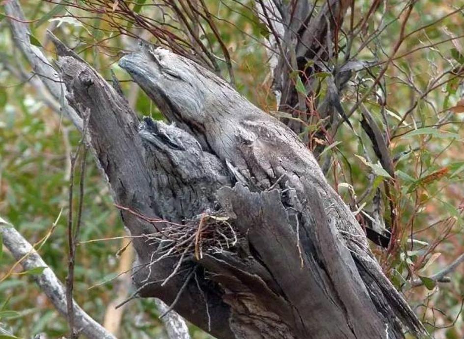 男子捡到怪鸟脖子,男子发现怪鸟在阳台脖子如纸片