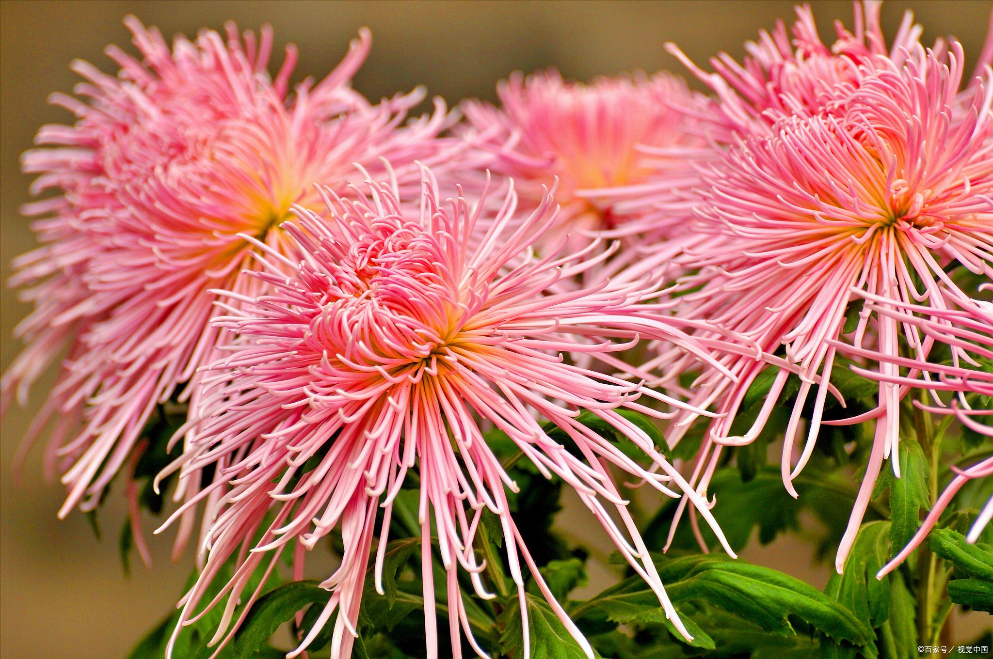 荷兰菊花的养殖方法和注意事项,新扦插的菊花小苗怎么养殖