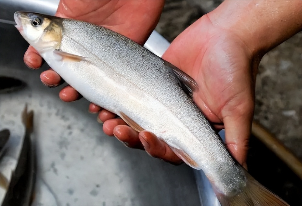 各种常见淡水鱼价格排名,常见淡水鱼大全钓友值得收藏