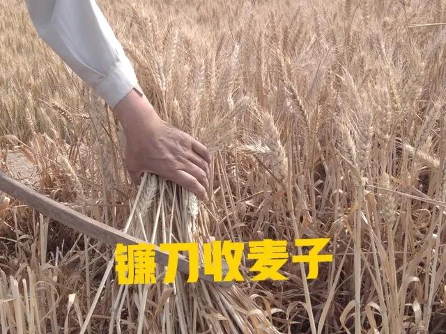 小时候最喜欢坐的车是什么车,盘点童年时坐过的那些“车”