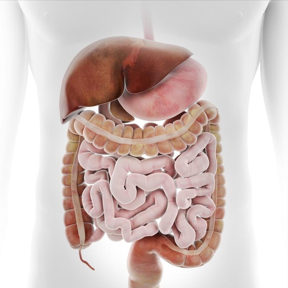女人容易上火煮什么水喝,体内有火生姜栀子泡水