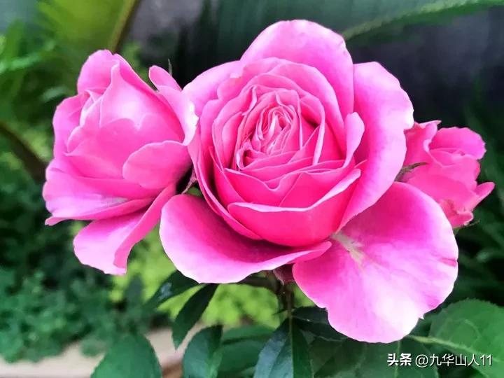 微型月季嫁接最佳品种,丰花微型月季品种有哪些