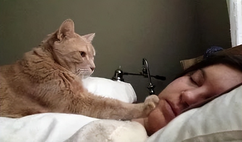 猫咪为什么早上突然不粘人了,猫咪早上特别黏人不给抱