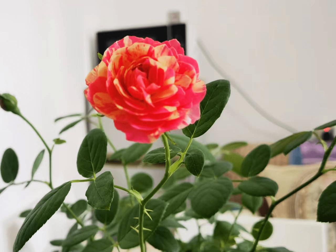 看病人送什么鲜花好,看望病人送什么鲜花最合适