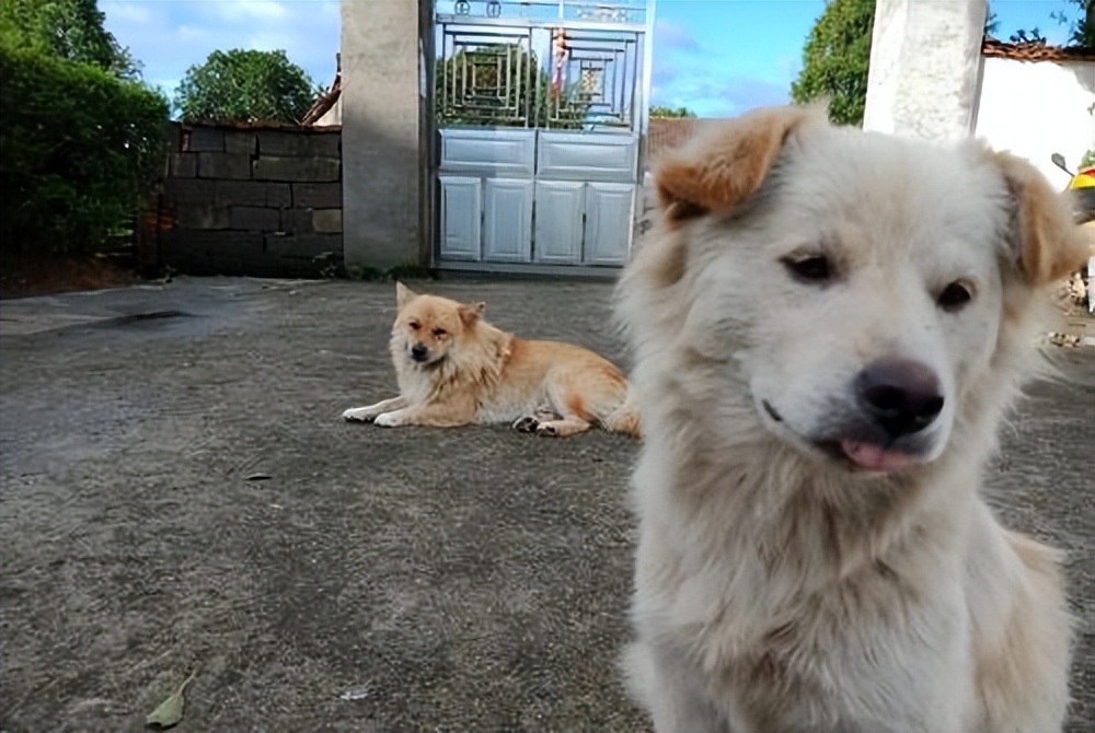 身价8000的柴犬的表现是这样的,什么狗最好养又便宜柴犬