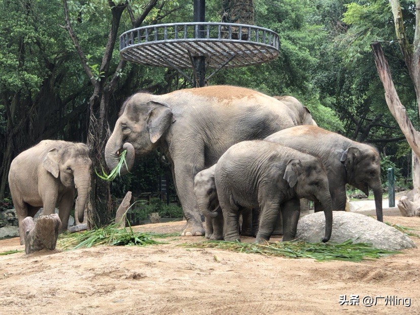 世界大象日了解亚洲象大种群,大象培育巨象