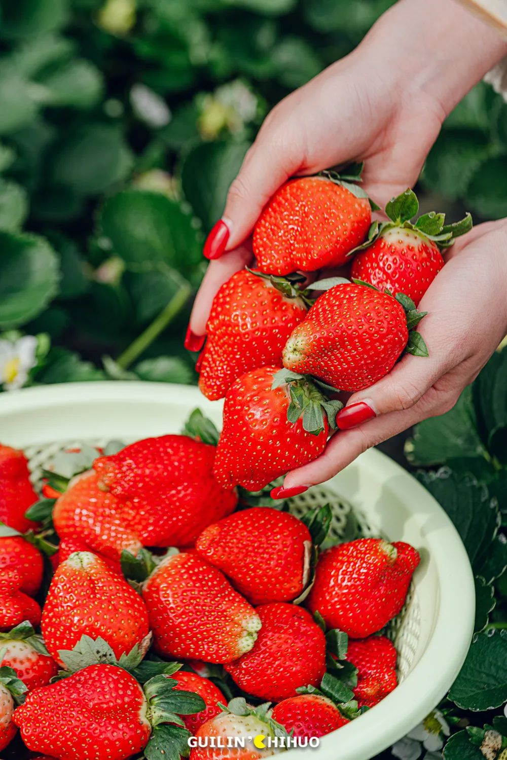 2022桂林周边摘草莓区域,桂林摘草莓的地方