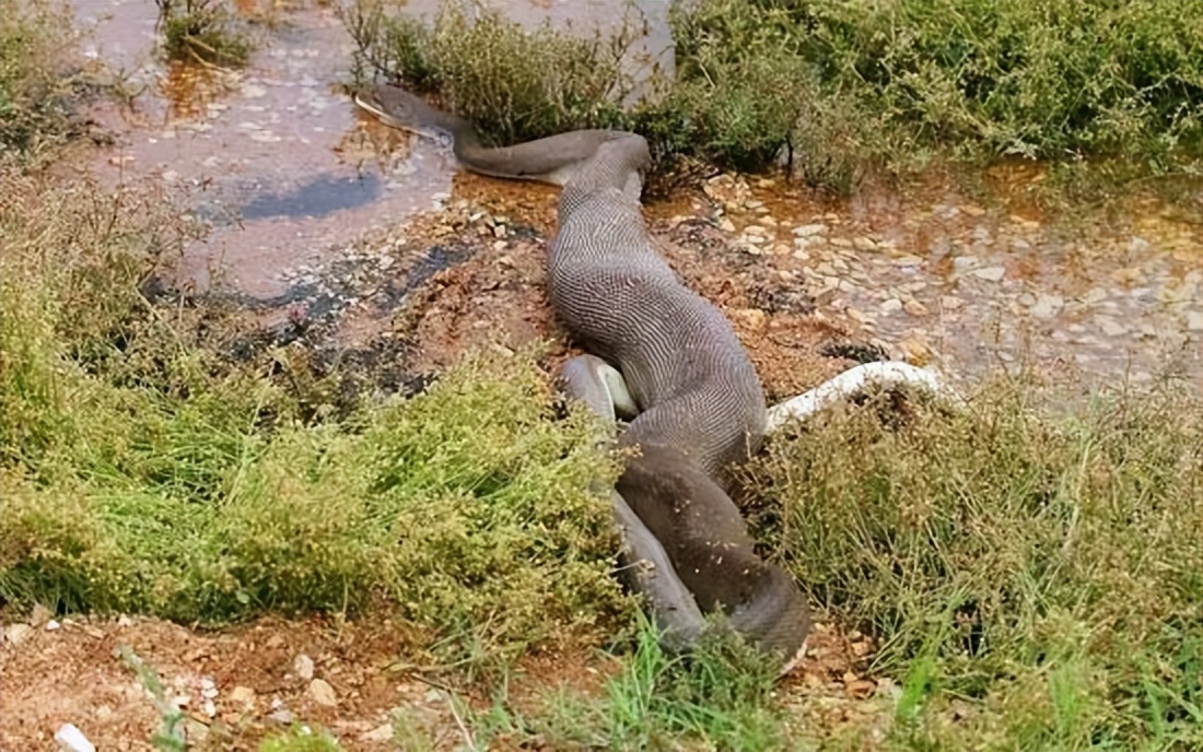 地球上的巨蟒,世界上的巨型蟒蛇到底有多大