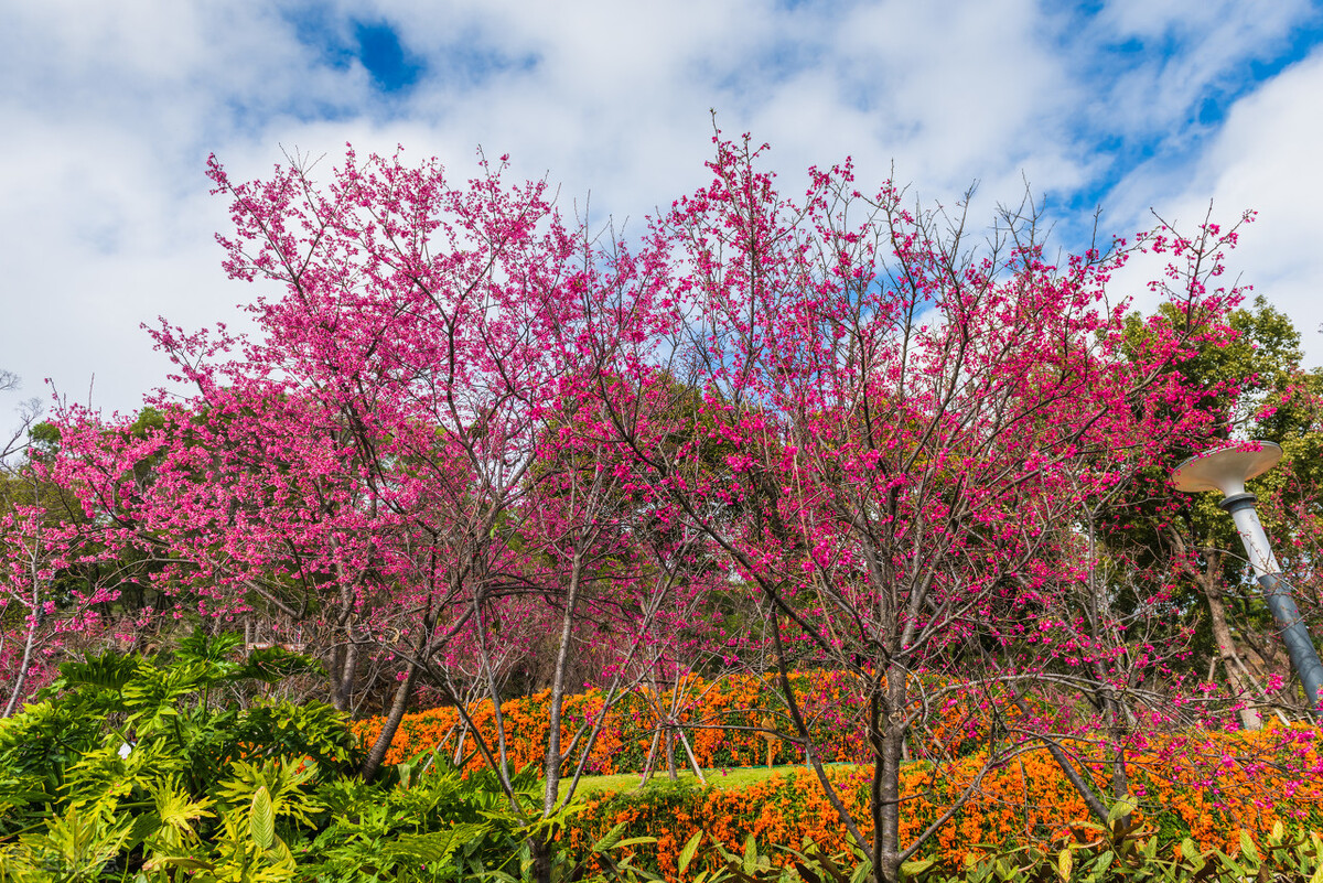 厦门旅游攻略必去的十个地方,厦门旅游攻略几个不错的地方必去
