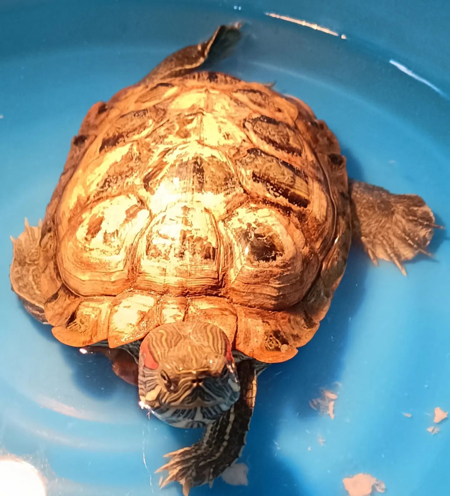 天冷了巴西龟怎么养,小巴西龟冬天怎么养