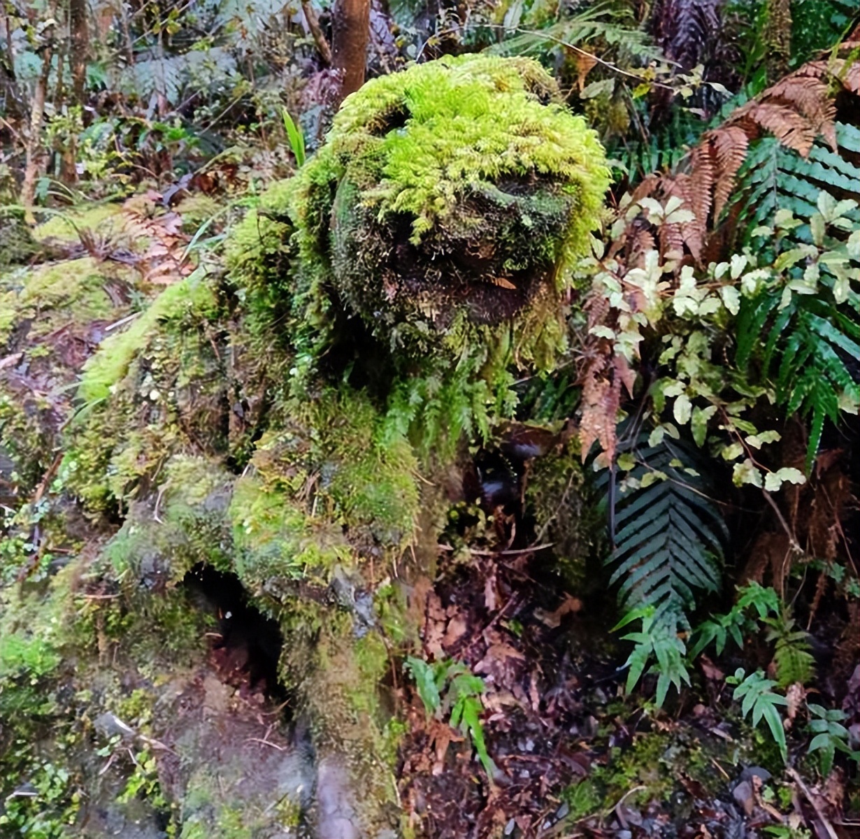 美丽的大自然的作文,美丽的大自然现代诗
