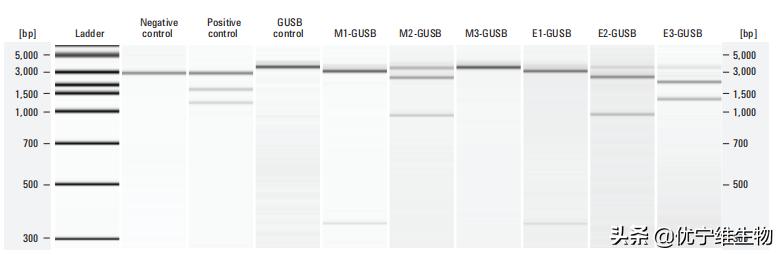 crisprcas9如何设计,crisprcas9应用实例