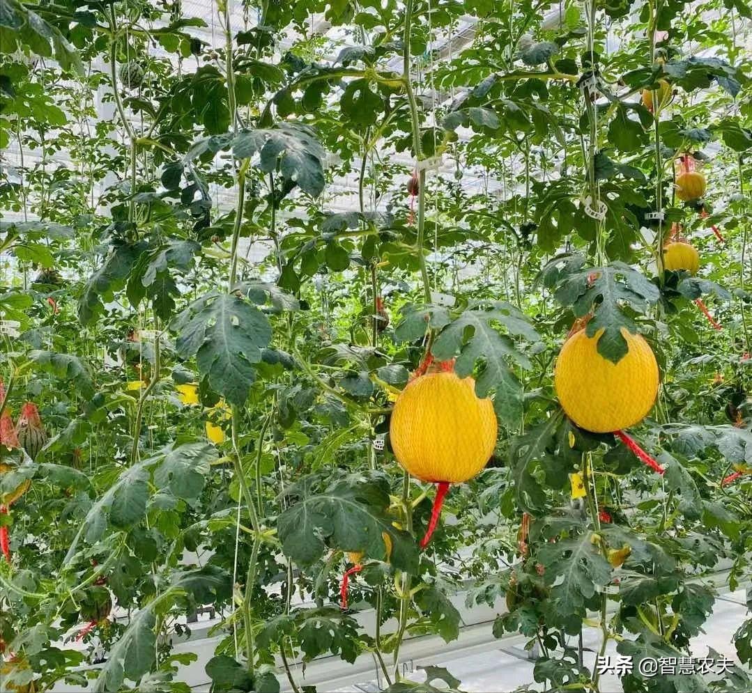 智能温室种菜视频,智能温室种植利润