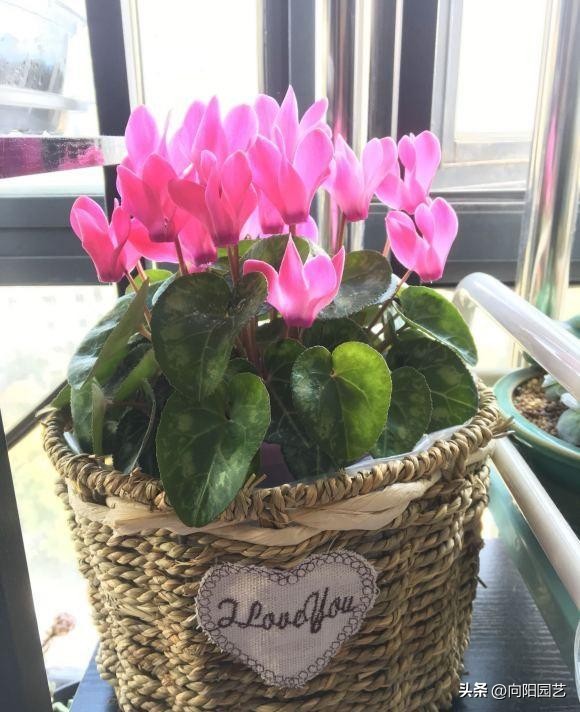 仙客来便宜,仙客来盆栽带花苞六块钱