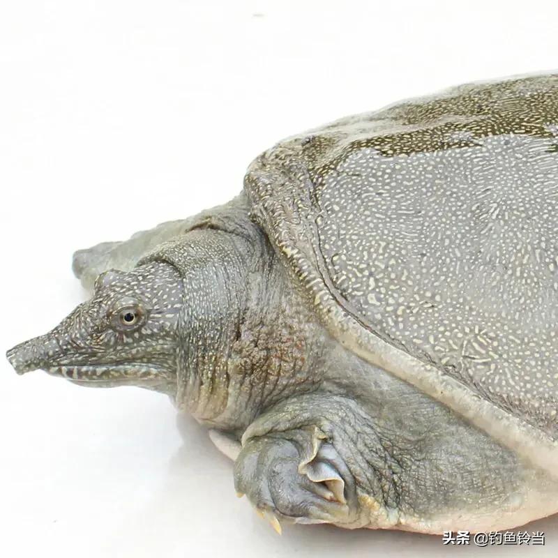 甲鱼咬嘴怎么救活,甲鱼咬住手有什么土方法弄下来