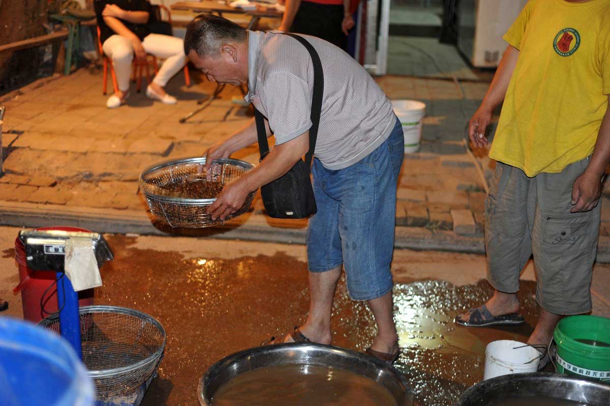 丽水知了每斤卖400元,丽水市民抓知了卖260元一斤