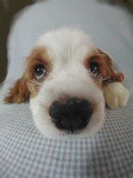 狗狗老是半夜乱叫怎么办,狗狗总是半夜嚎叫怎么回事