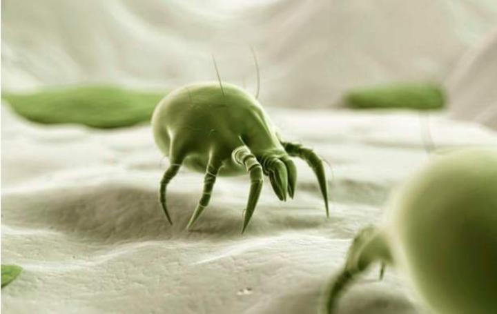 关爱儿童防侵害知识讲座,儿童尘螨最怕三种克星