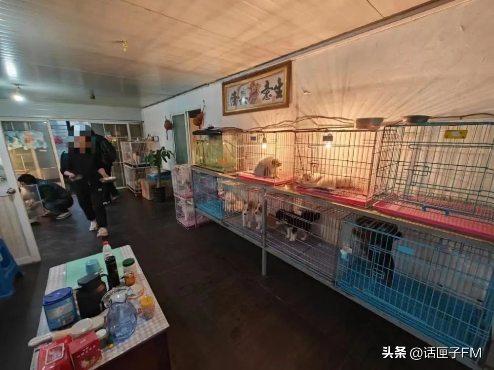 宠物狗销售陷阱,宠物销售内幕