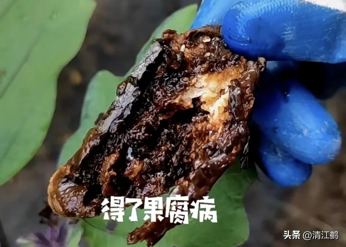 茄子买什么样的好,茄子到底能不能买