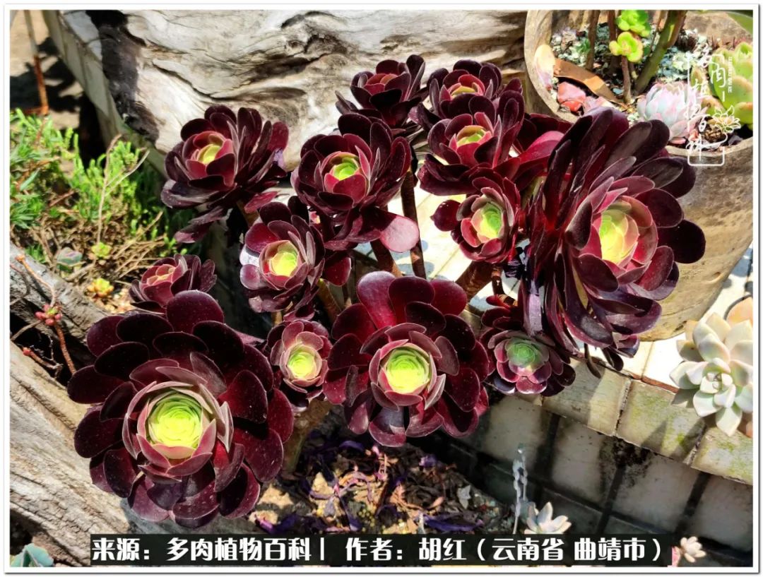 多肉植物里的糖,多肉生活的调味剂