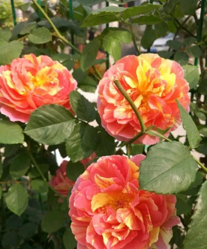 月季美图100张,妩媚动人的月季花图片