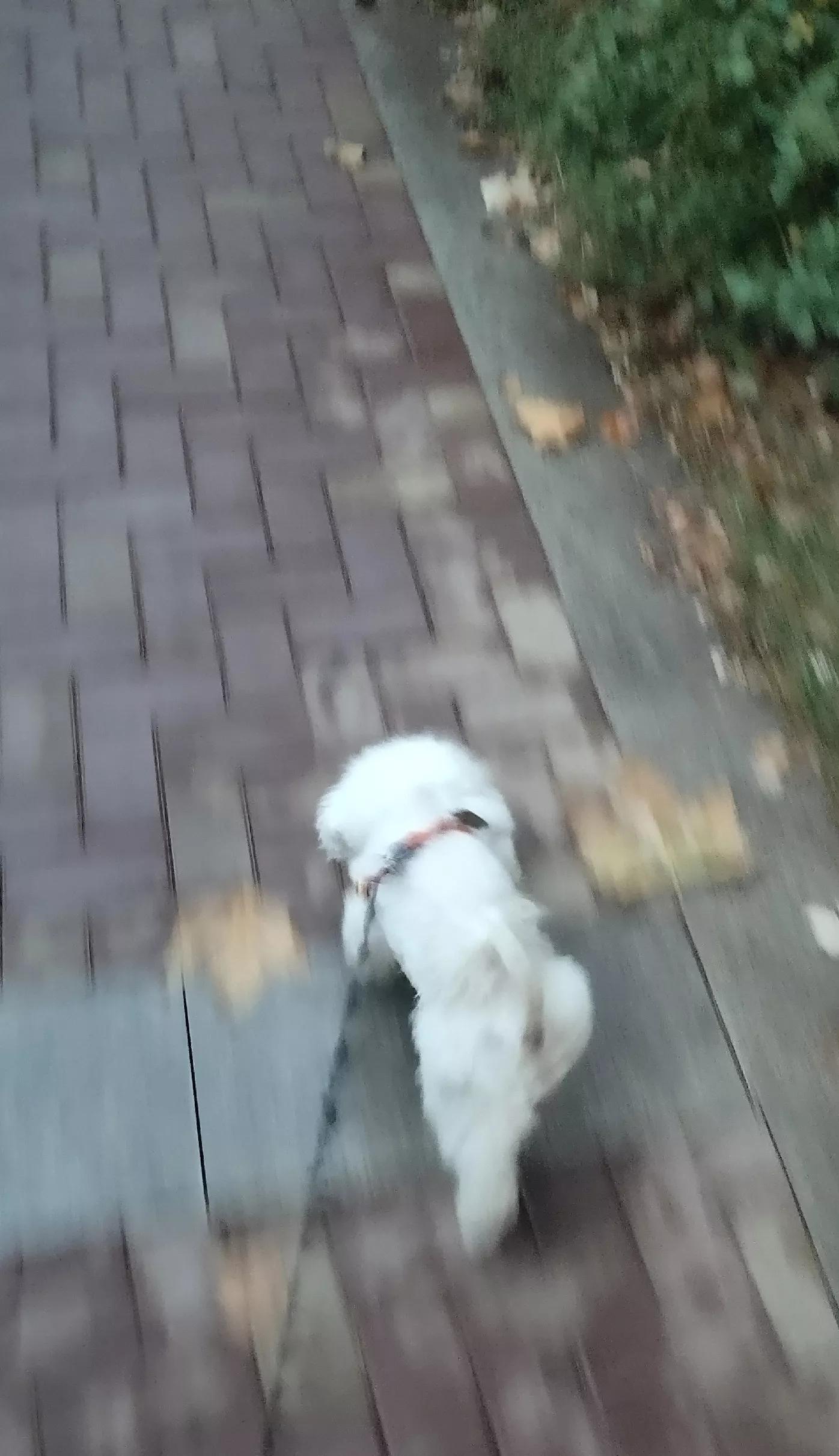 狗吃圆葱后尿血多久能恢复,狗吃大葱尿血能自己恢复吗