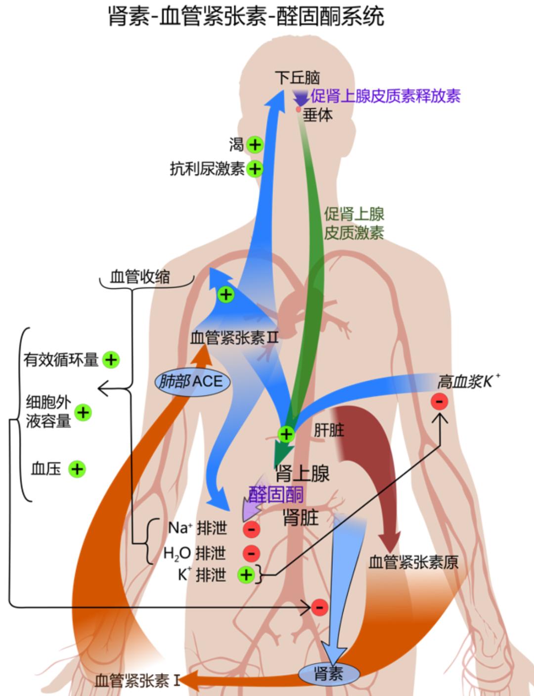 毒蛇的蛇毒是怎样来的,如何用蛇毒制药