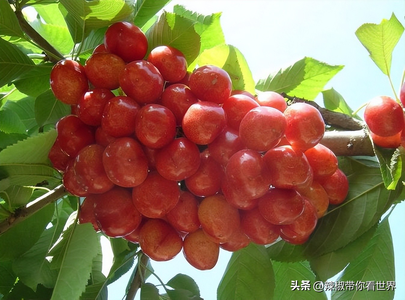 外地旅游连云港好吃的美食推荐,连云港旅游推荐美食