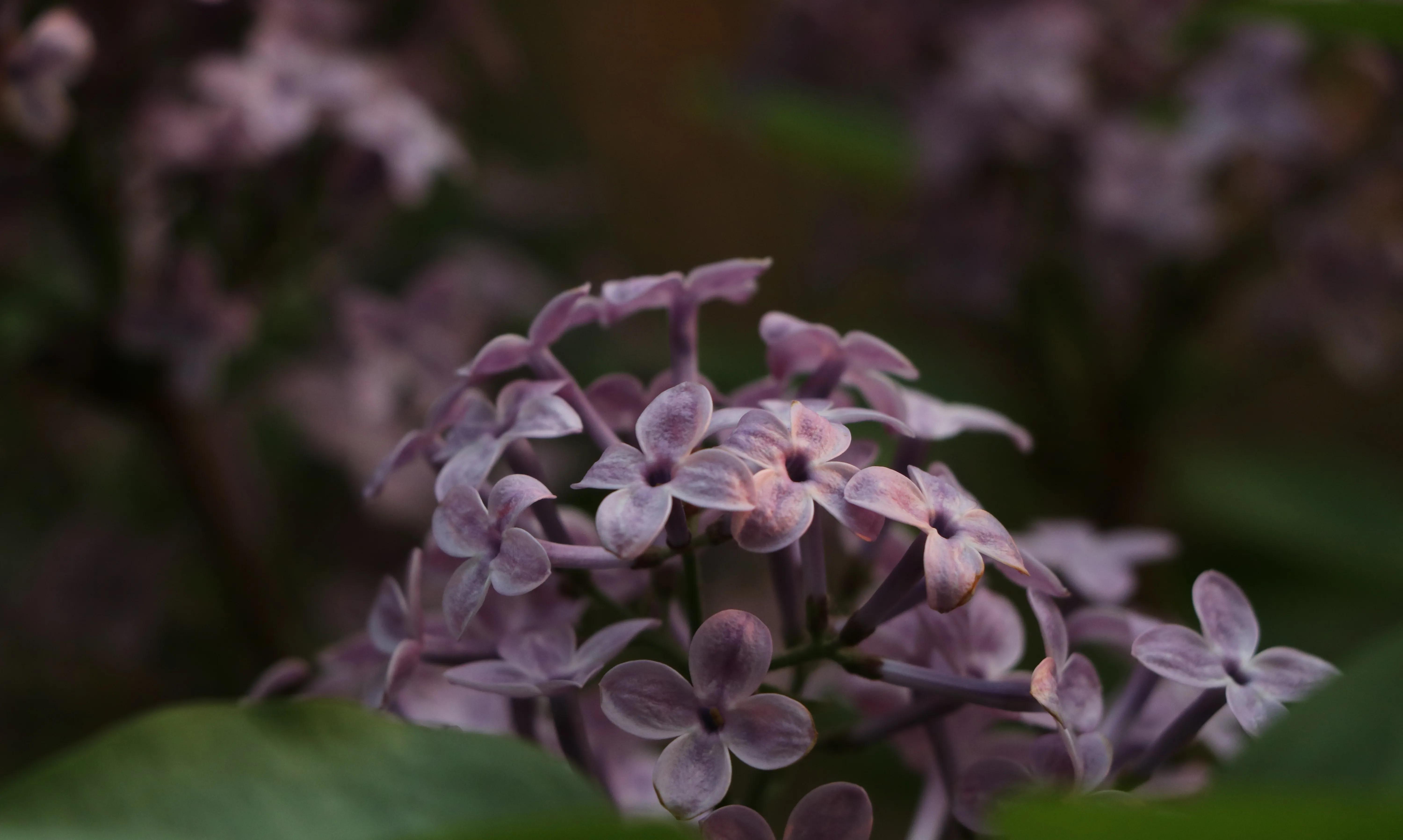 丁香花唯美诗句,丁香花唯美句子