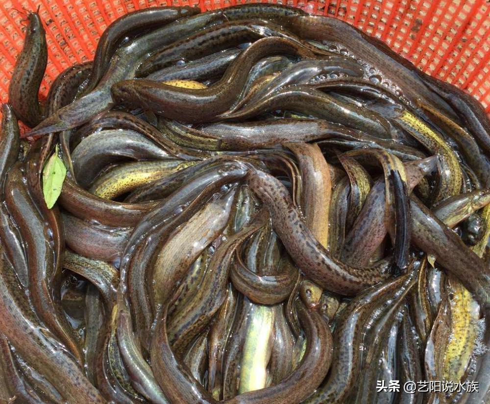 龙鱼可以喂饲料吗,养龙鱼需要加维他命吗