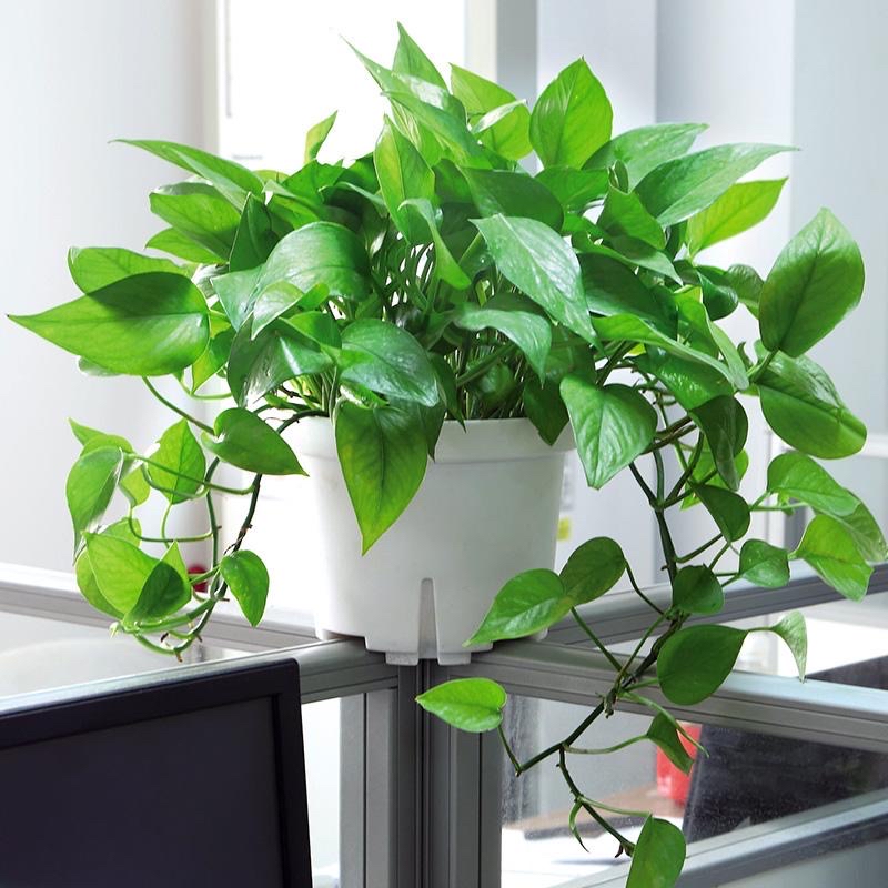 装修房子适合养什么花,刚装修的房子适合养什么花