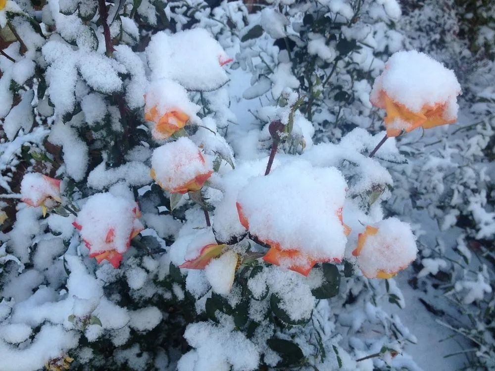 冬天在室内不怕冻的有哪些植物,冬季适合室内不怕冻的植物