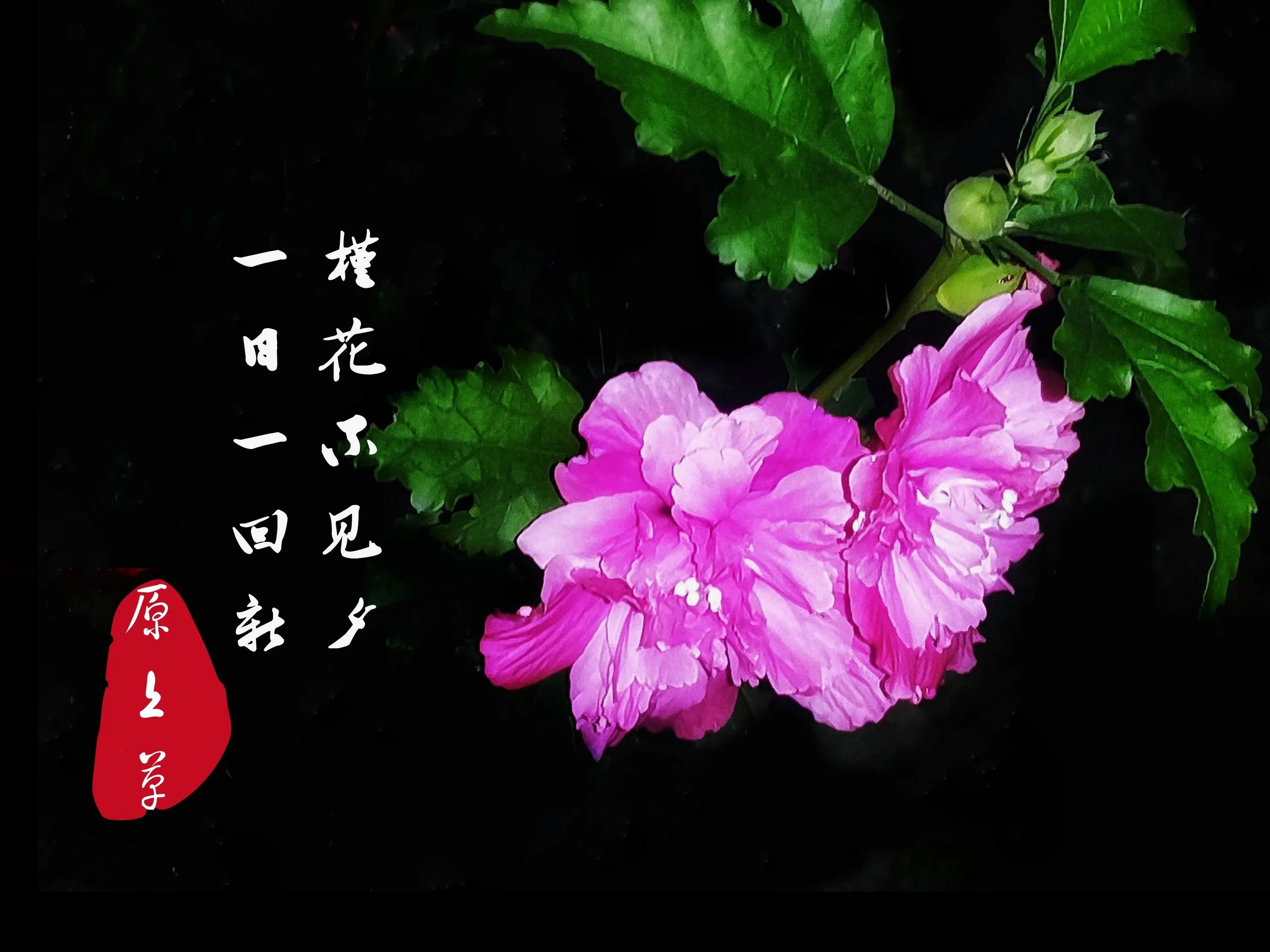 百花酿诗韵芬芳留人间（一）