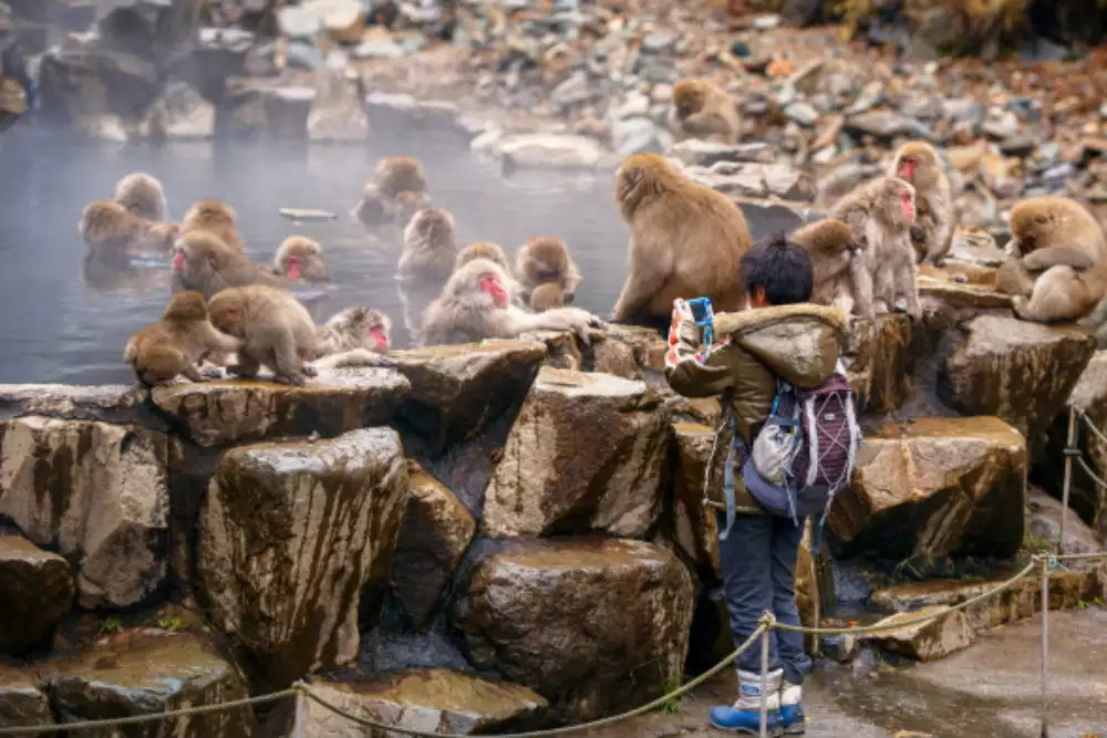 日本著名旅游景点，和人一起泡温泉的雪猴，地位不够只能被冻死