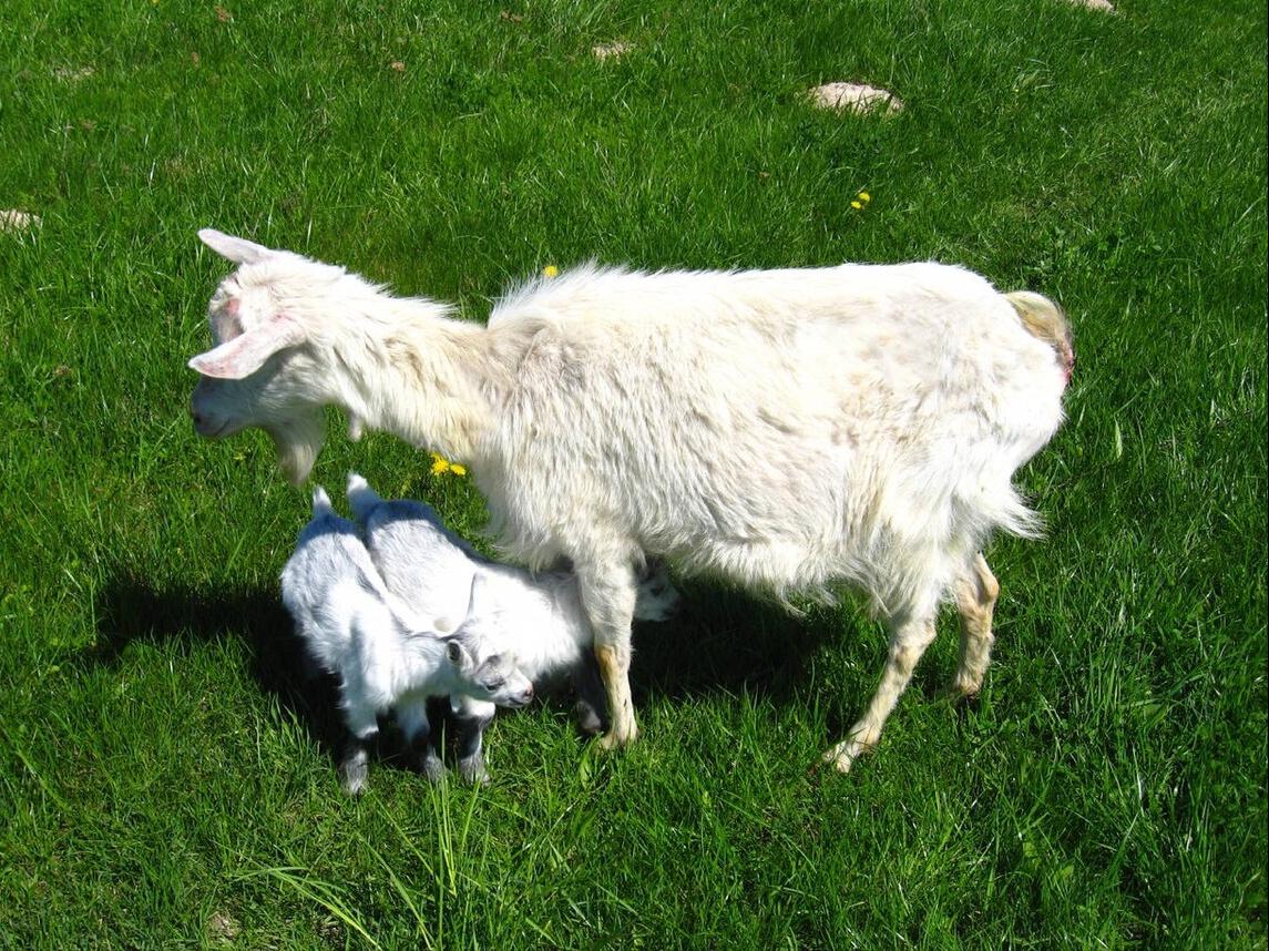 母羊乳房炎症肿块怎么治疗？母羊乳房炎是怎么引起的，本文告诉你