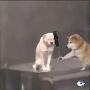 小狗给小狗撑伞表情包,小狗洗澡可爱超萌表情包