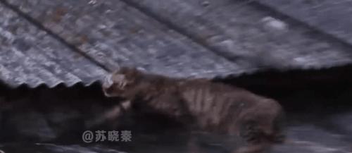 猫咪失明眼球肿大凸出,猫咪失明但眼睛装下了整片星空