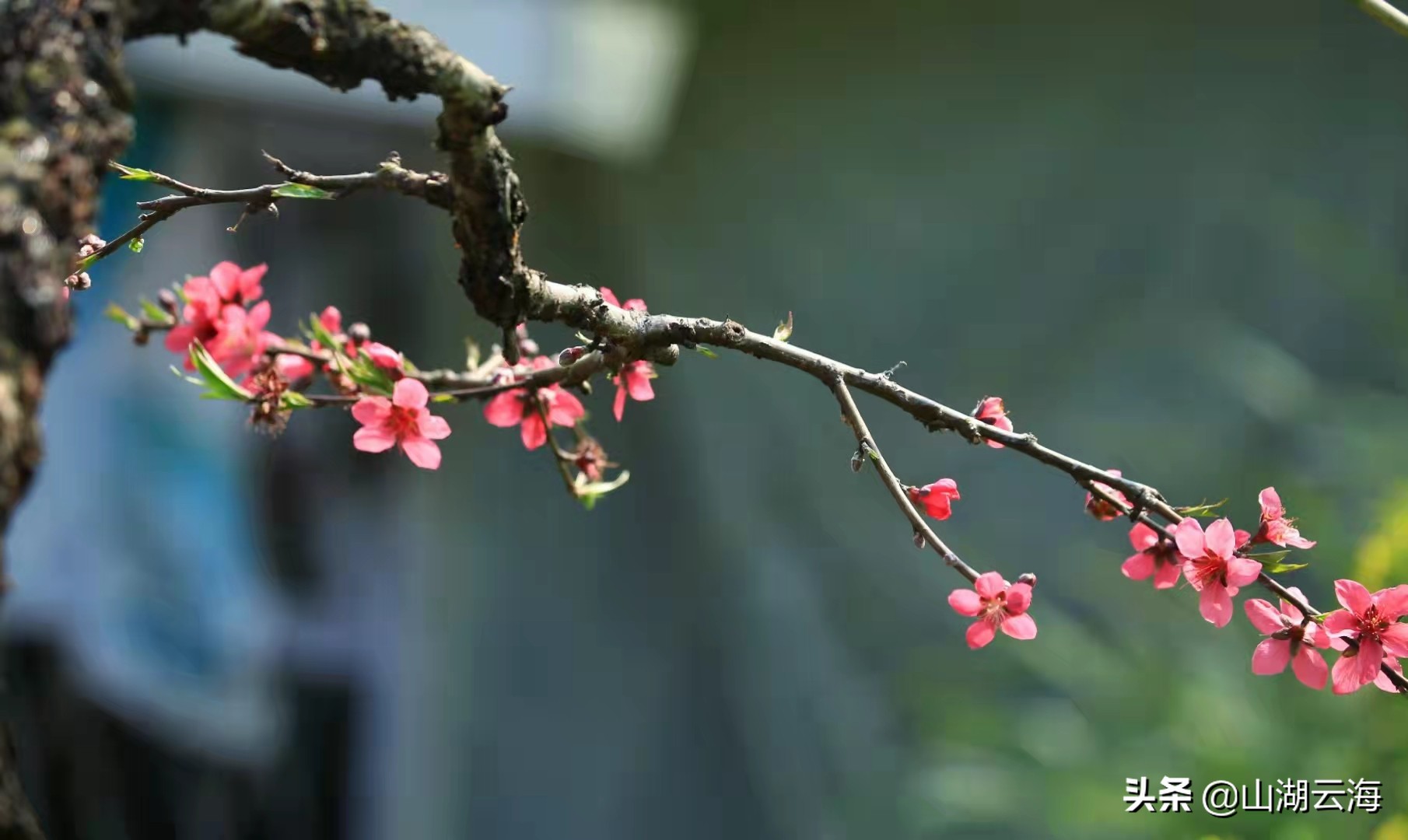 花开到荼蘼美文,花开荼蘼葳蕤生香
