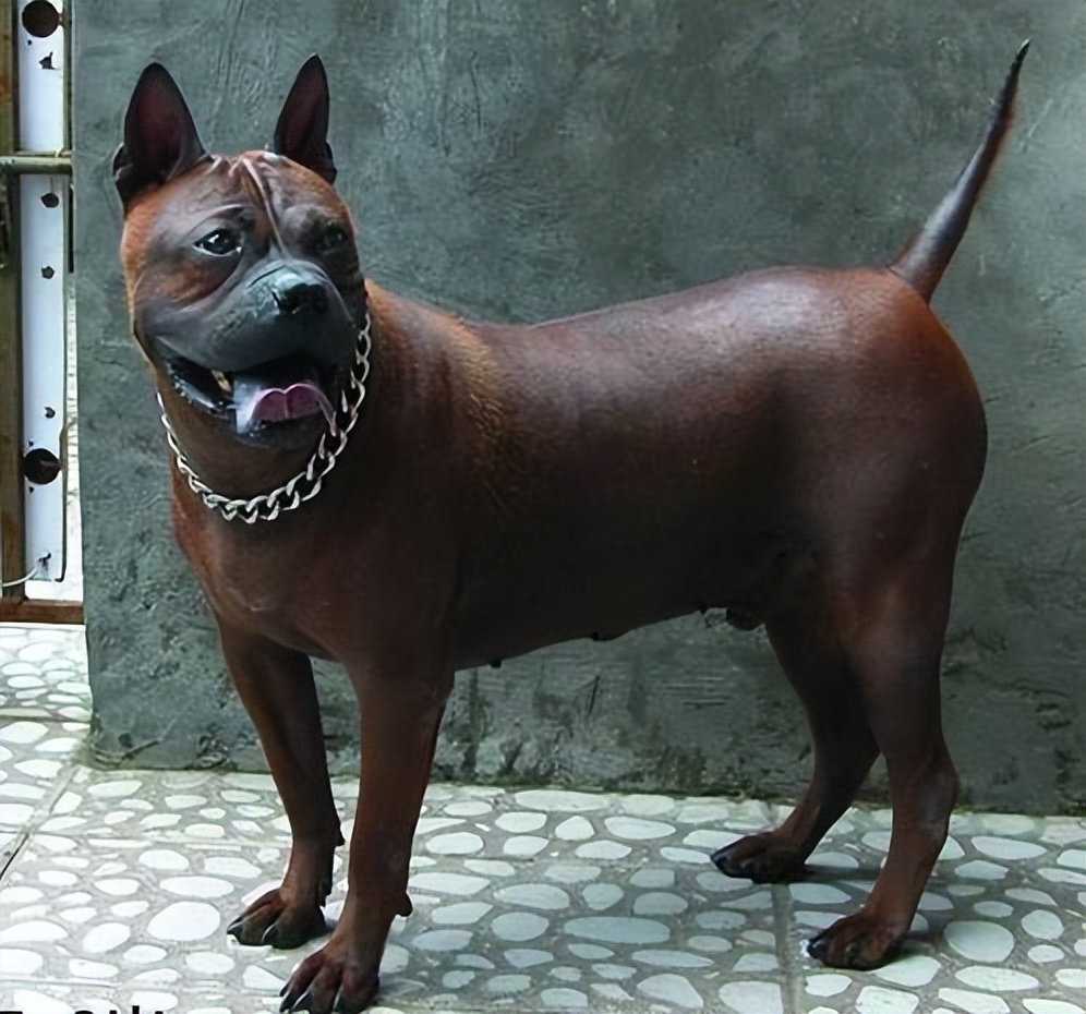 国产猛犬莱州红,中国国产大型猛犬犬种