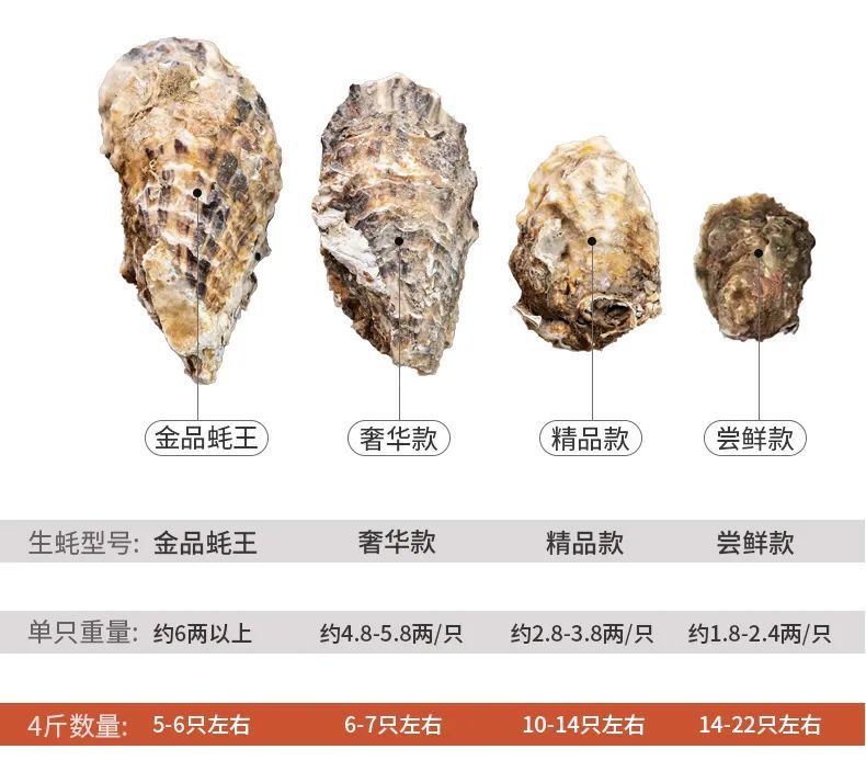 这座不起眼的山东小城，搞生蚝能有多猛？