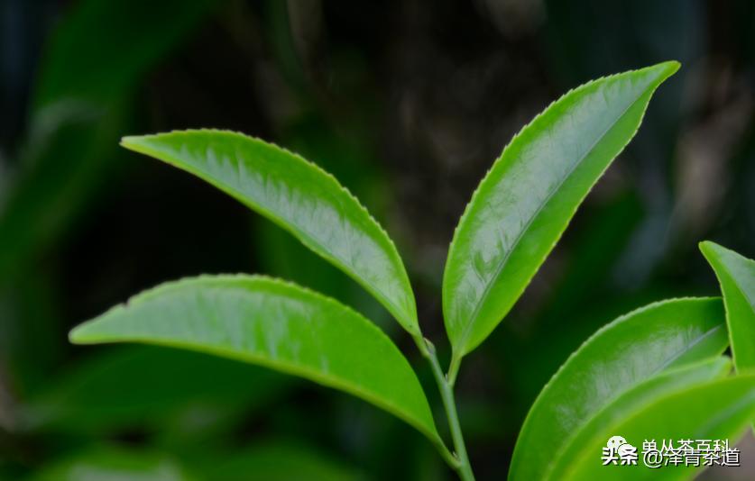 了解一下凤凰单丛,了解凤凰单丛