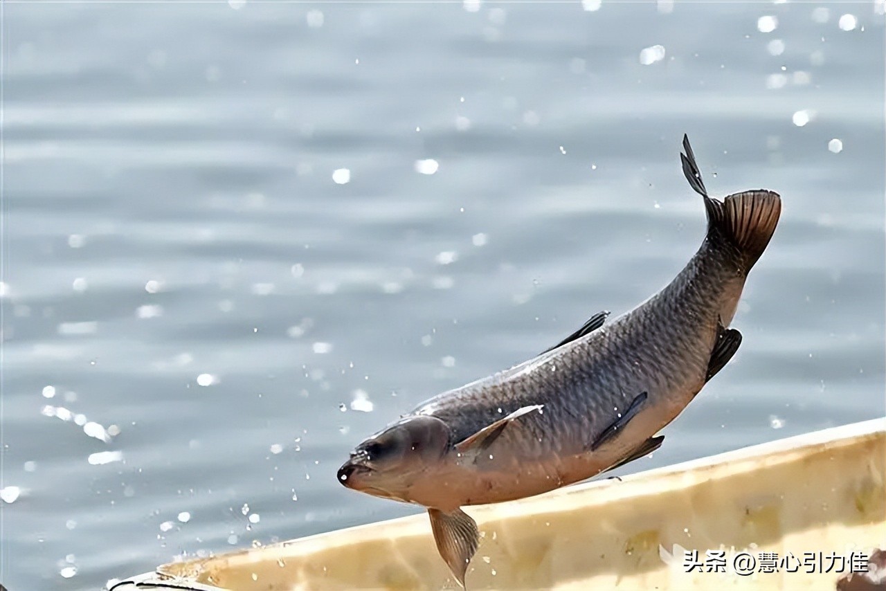 三峡大坝里最大鳡鱼,三峡大坝鱼群画面里部分大鳡鱼