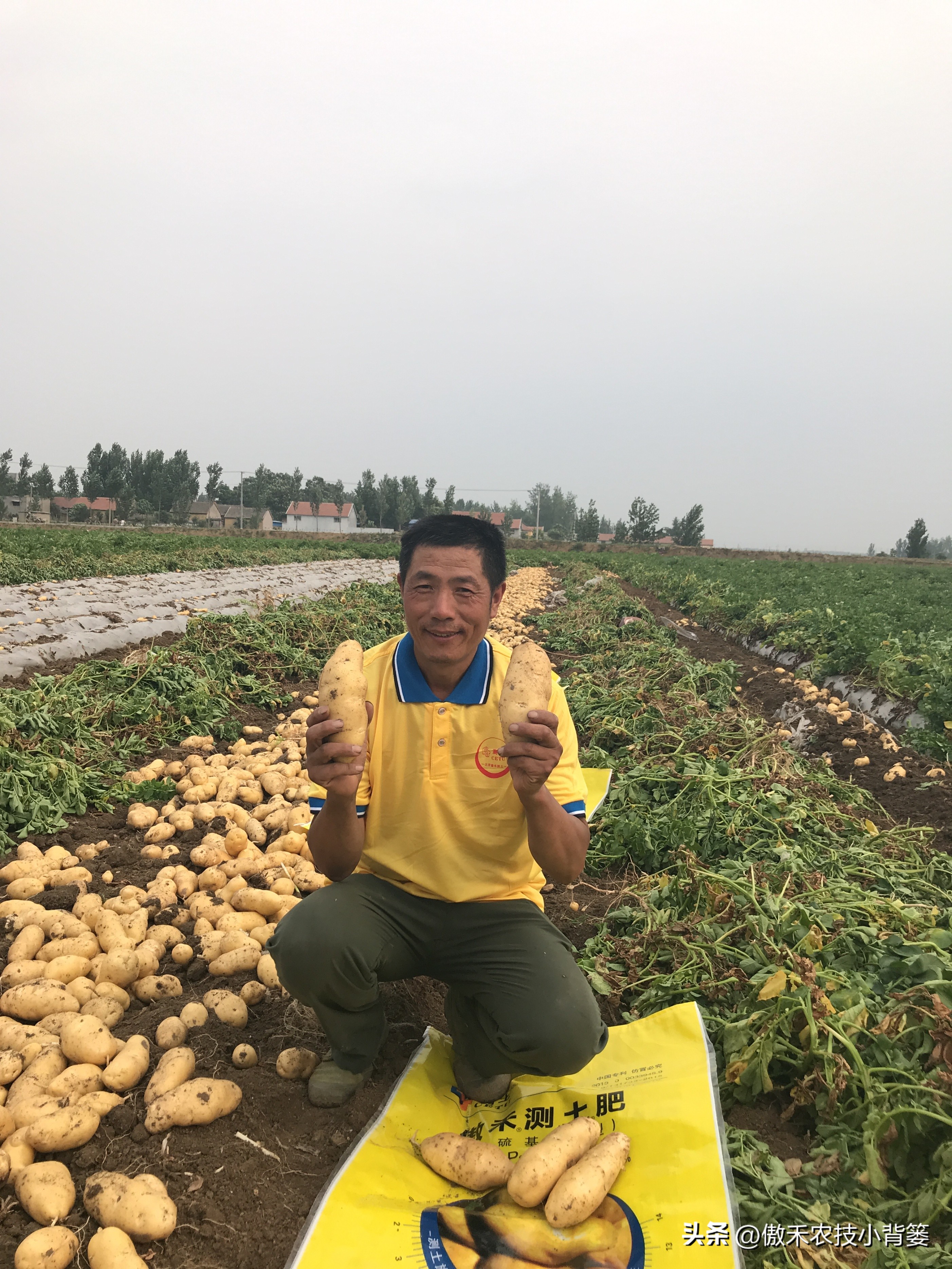 南方土豆种植技术怎么才能高产,想让土豆酥脆可口放什么