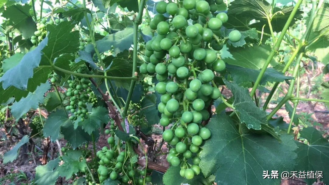 种植葡萄怎么摘心,葡萄摘心的正确方法巨峰葡萄