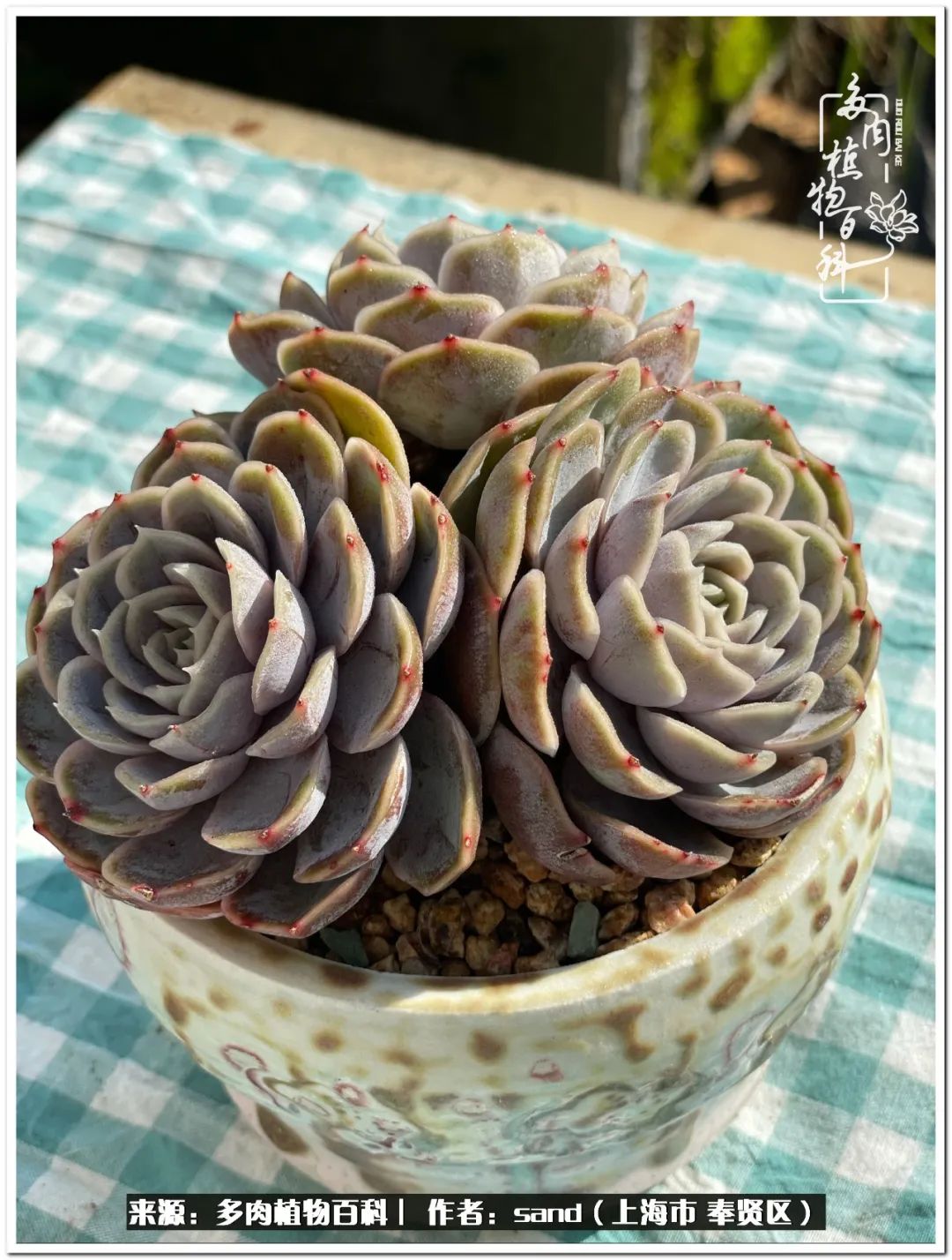 养点花草给生活添点乐趣,养点花花草草心情自然会好