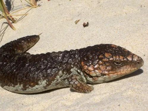 全身每个部位都没有肉,全身上下什么都没有就是肚皮疼